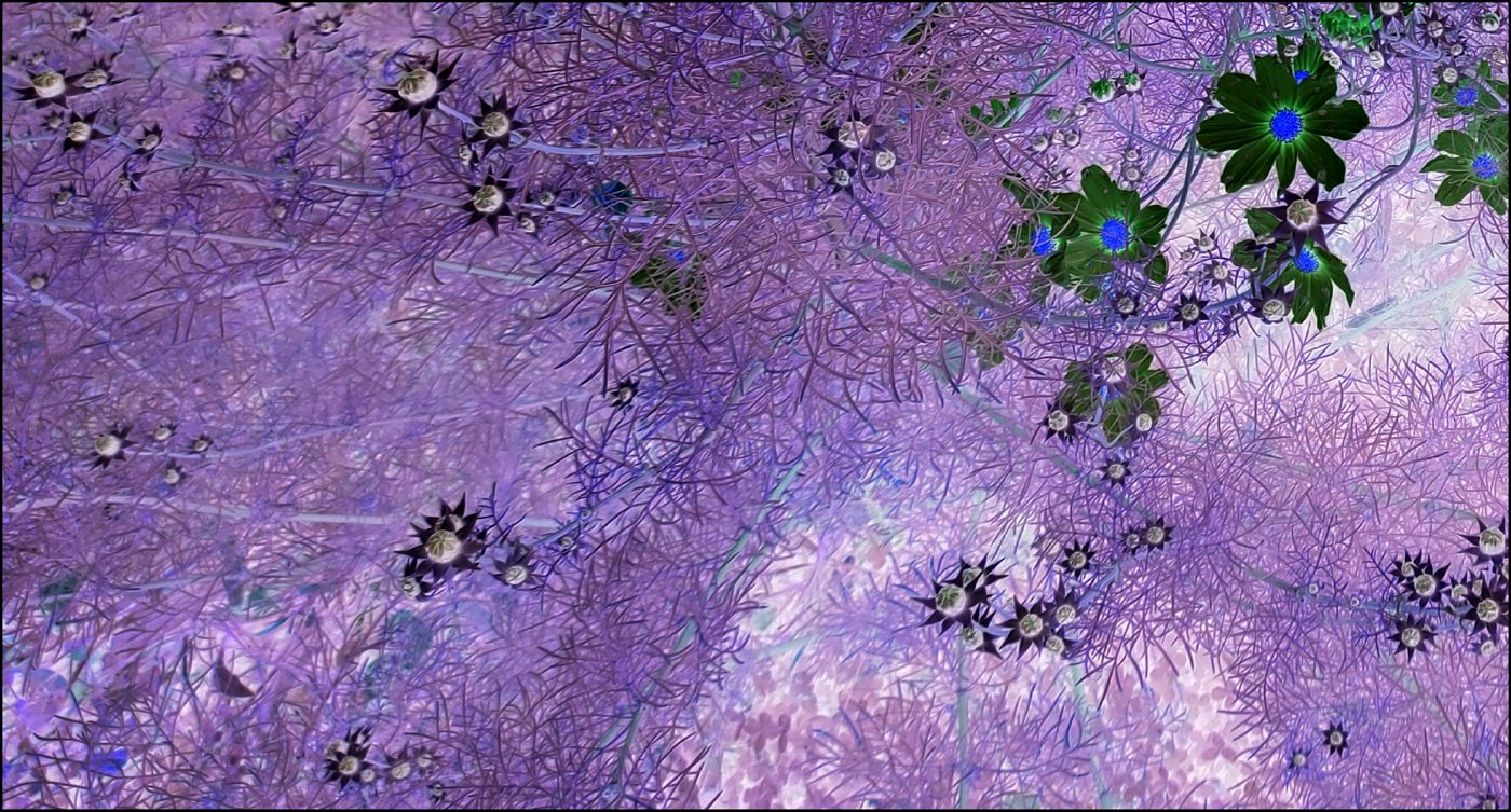 Cosmea image colour-inverted