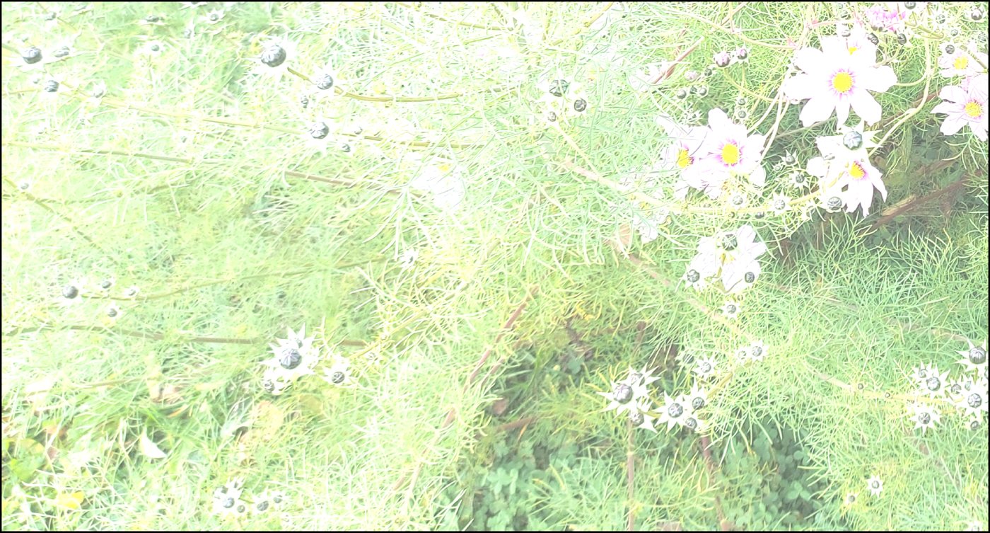 Cosmea image brightened by 100